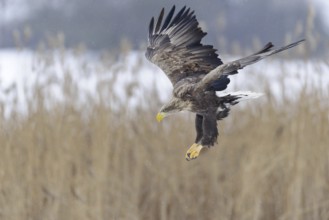 White-tailed Eagle (Haliaeetus albicilla) flying, Lower Saxony, Germany