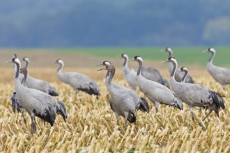 Common Crane (Grus grus) foraging, Mecklenburg-Western Pomerania, Germany