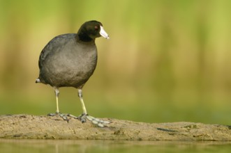 American Coot (Fulica americana), Texas, USA