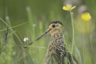 Common Snipe (Gallinago gallinago), Iceland