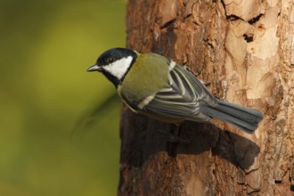 Great Tit (Parus major), Utrecht, Netherlands
