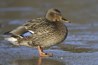 Mallard (Anas platyrhynchos) female, British Columbia, Canada