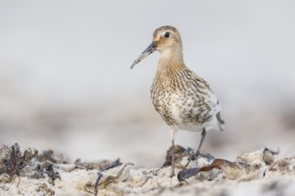 Alpenstrandläufer, Calidris alpina Dunlin, Calidris alpina