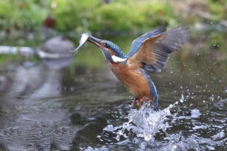 Eisvogel taucht mit Moderlieschen auf