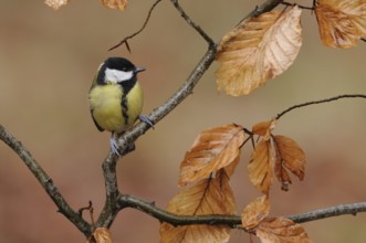 Great Tit (Parus major), Lower Saxony, Germany