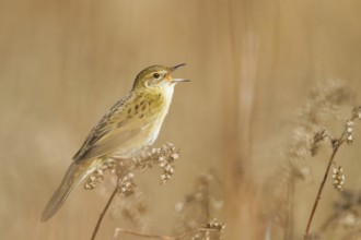Common Grasshopper Warbler (Locustella naevia) singing, Baden-Wuerttemberg, Germany