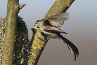 Long-tailed Tit (Aegithalos caudatus), Aargau, Switzerland