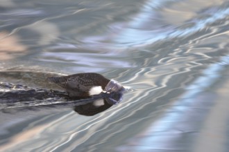 White-throated Dipper (Cinclus cinclus), North Rhine-Westphalia, Germany