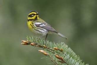 Townsend's Warbler (Dendroica townsendi) perched on a branch in Victoria, BC, Canada