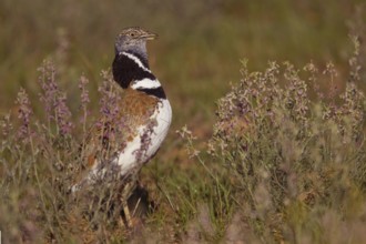Little Bustard (Tetrax tetrax), Castile-La Mancha, Spain