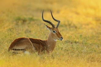 Sunset in Africa wildlife. Beautiful impala in the grass with evening sun. Animal in the nature