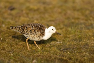 Ruff (Calidris pugnax) male, Smaland, Sweden