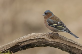 Common Chaffinch (Fringilla coelebs) male perched on a dry branch, Lower Saxony, Germany