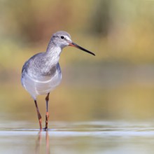 Spotted Redshank (Tringa erythropus) foraging, Groningen, Netherlands