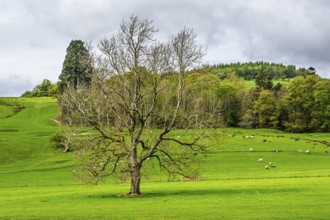 Farms, Ullswater Lake, Lake District National Park, Cumbria, England, United Kingdom