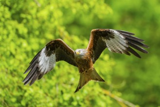 Red kite (Milvus milvus) flying in a forest in early summer, Bavaria, Germany