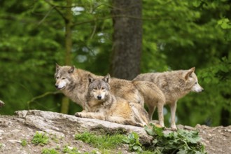 Eastern wolves (Canis lupus lycaon) on a little hill, Bavaria, Germany