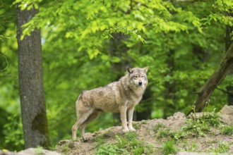 Eastern wolf (Canis lupus lycaon) standing on a little hill, Bavaria, Germany