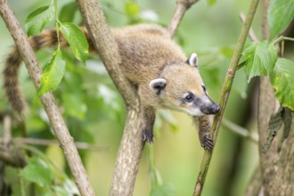 South American coati (Nasua nasua) youngster klimbing a little tree, captive, Zoo Augsburg