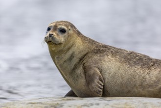 Harbour seal (Phoca vitulina) lying on a stone in the water, Mammals (Mammalia), Gravnesodden,