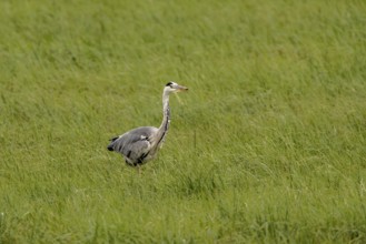 Grey heron (Ardea cinerea), Vulkaneifel, Rhineland-Palatinate, Germany