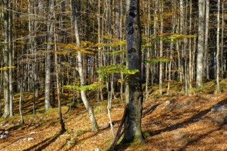 Trees in the forest near the Lainbach waterfalls, Lainbach, Lainbachtal, Kochel am See, Upper