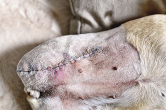 Veterinary stitches on amputated dog leg during healing. Post-operative care after limb removal