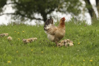Domestic chicken with a few days old young ones looking for food in a meadow, free-range, organic
