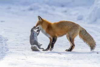 Red fox (vulpes vulpes), Fox hunting eastern gray squirrel (sciurus carolinensis) in winter.