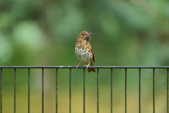 A song thrush (Turdus philomelos), standing on a railing and holding an insect in its beak, France