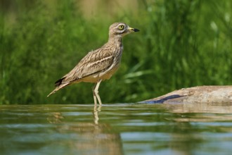 A bird pauses in still water, the surroundings are green, Stone Curlew (Burhinus oedicnemus),
