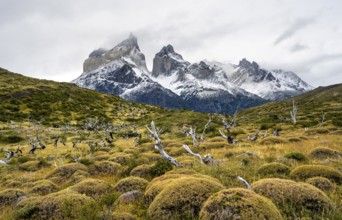 Enchanted dead trees, Cuernos del Paine mountain range in autumn, Torres del Paine National Park,