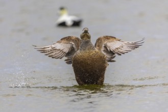 Eider duck (Somateria mollissima), hen grooming her feathers, duck birds (Anatidae), Aventdalen,