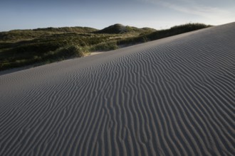 Dunes, wind-sculpted wave patterns in the sand, standing grass, dune landscape, holiday settlement,