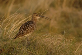 In the evening light... Eurasian curlew (Numenius arquata) in the dunes fluting its melodic song,