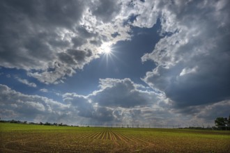 Wheat and hop cultivation, cloudy sky with sun, Franconia, Bavaria, Germany