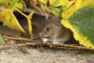Brown rat (Rattus norvegicus) juvenile baby rodent animal feeding by an urban building, England,