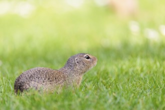 An adult European ground squirrel (Spermophilus citellus) or European souslik lies on a mowed green