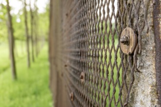 Border fence of the former GDR at the tree cross near Ifta between Hesse and Thuringia, Germany
