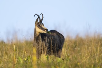 Chamois (Rupicapra rupicapra) on a meadow in the Vosges Mountains, wildlife, France
