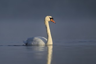 Mute swan (Cygnus olor), swimming in the morning light on the Flachsee, nature reserve, Reusstal,