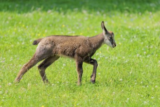A young chamois (Rupicapra rupicapra) runs across a green meadow on a sunny day.. Tyrol, Austria