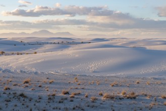 Desert grasses in flatter areas of the White Sands National Park in Alamogordo, New Mexico, USA