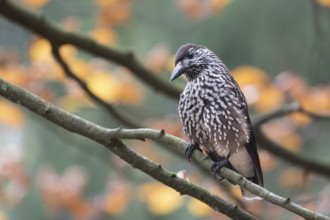 Nutcracker - Tannenhäher - Nucifraga caryocatactes ssp. caryocatactes, Germany, adult