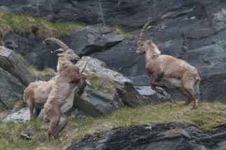 Steinböcke kämpfend in den hohen Tauern