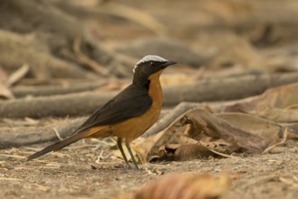 White-crowned Robin-Chat (Cossypha albicapillus), Gambia
