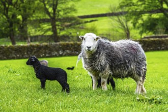 Sheep and farm in Lake District National Park, Coniston Water, Cumbria, England, United Kingdom