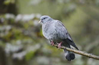 Stock Dove (Columba oenas) sitting on a branch, North Rhine-Westphalia, Germany