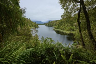 A lake surrounded by dense vegetation, embedded in a green landscape under a cloudy sky, summer,