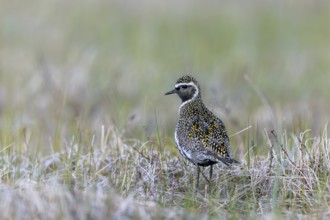 European golden plover, Eurasian golden plover (Pluvialis apricaria) in summer plumage on the
